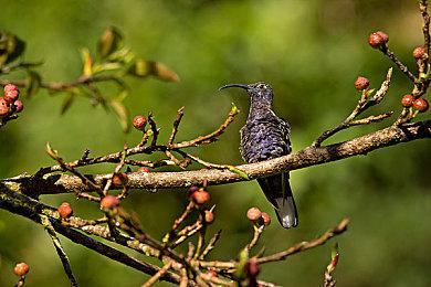 《燧石枪：黎明之围》M站媒体均分71 GS打出7分中评